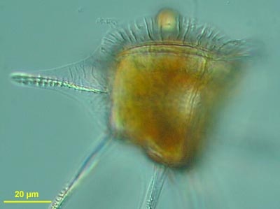 CCMP157 | NCMA at Bigelow Laboratory